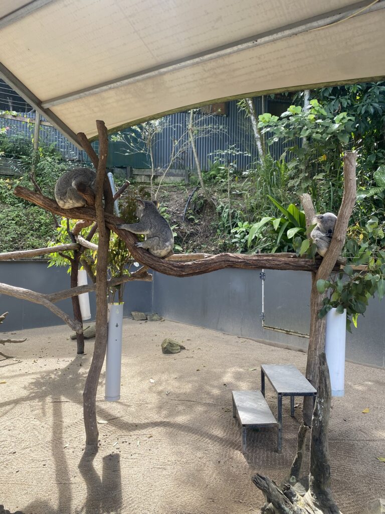 The koalas in Kuranda.