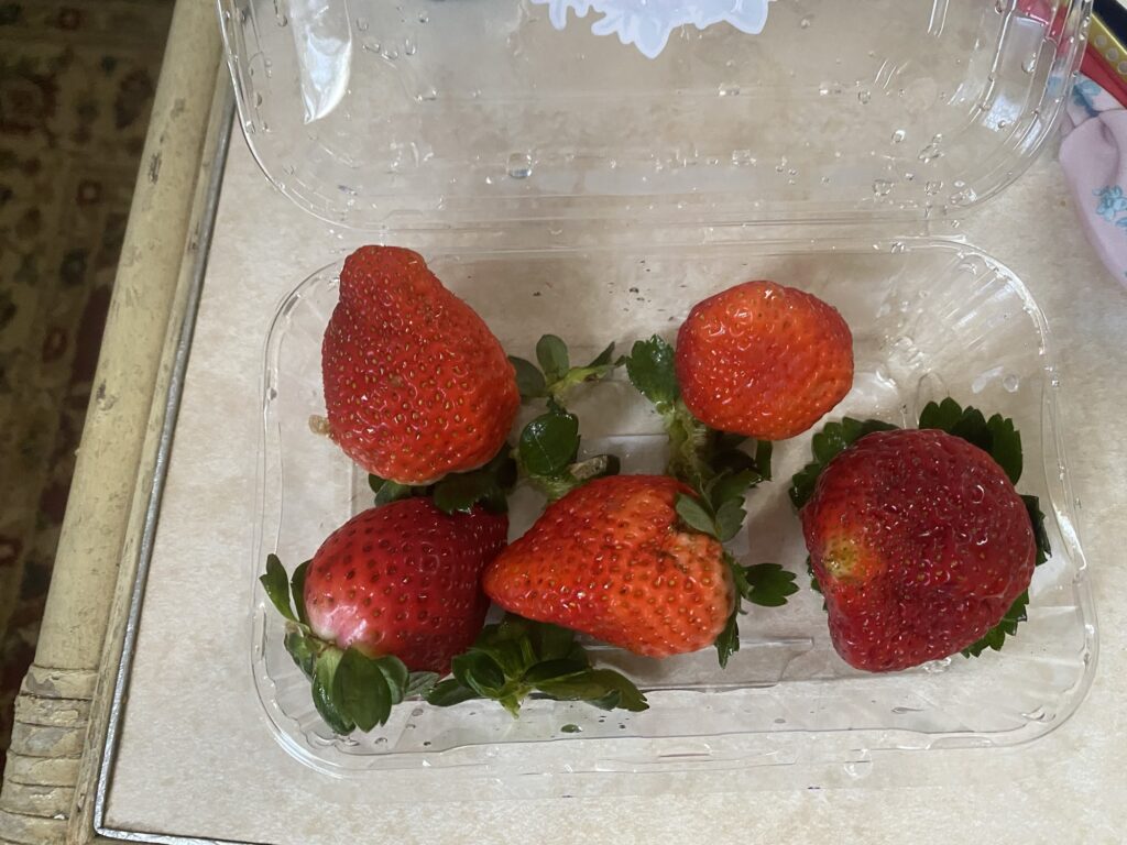 The half-eaten strawberry that was the only food Puchiko could manage to eat.