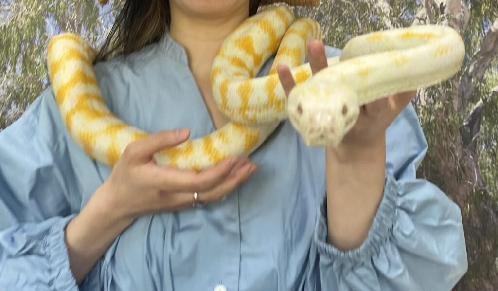The stylish white and orange python that posed for a photo with Puchiko.