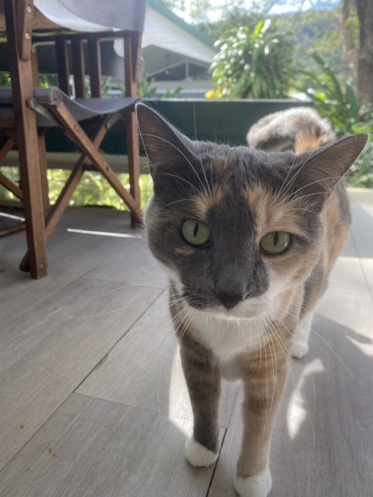 The light- colored calico cat that visited Puchiko's doorstep.