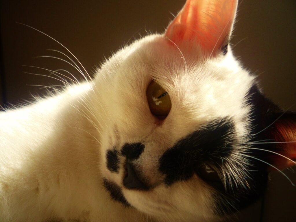 Chiyo, the black and white spotted cat