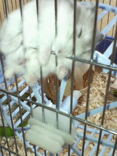 Yūji, the blue sapphire hamster