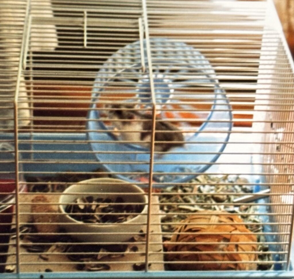 Jasmine, the winter white hamster